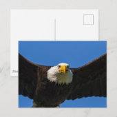 Weißkopfseeadler Flug nah Postkarte (Vorne/Hinten)
