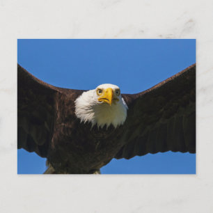 Weißkopfseeadler Flug nah Postkarte