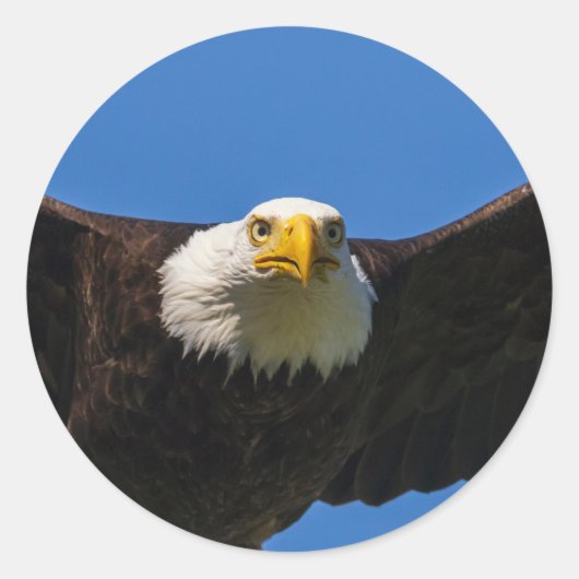 Weißkopfseeadler Flug nah Runder Aufkleber (Vorderseite)