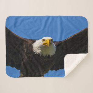Weißkopfseeadler Flug nah Sherpadecke