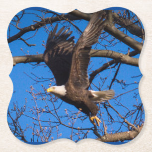 Weißkopfseeadler Flug Untersetzer