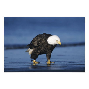 Weißkopfseeadler Fotodruck