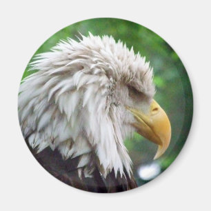 Weißkopfseeadler-Fotografie Magnet
