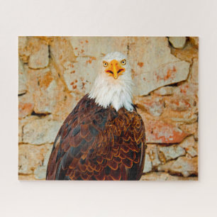 Weißkopfseeadler Greifvogel. Puzzle