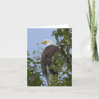 Weißkopfseeadler-Gruß-Karte