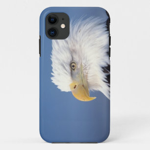 Weißkopfseeadler, Haliaeetus leuccocephalus, Case-Mate iPhone Hülle
