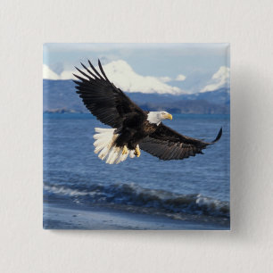 Weißkopfseeadler, Haliaeetus leuccocephalus, im Fl Button