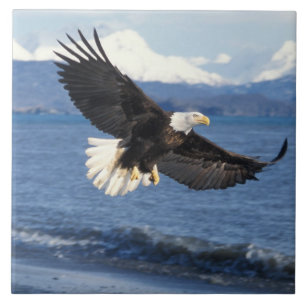 Weißkopfseeadler, Haliaeetus leuccocephalus, im Fl Fliese