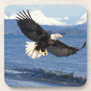 Weißkopfseeadler, Haliaeetus leuccocephalus, im Fl Getränkeuntersetzer