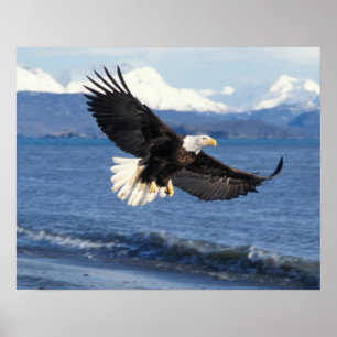 Weißkopfseeadler, Haliaeetus leuccocephalus, im Fl Poster