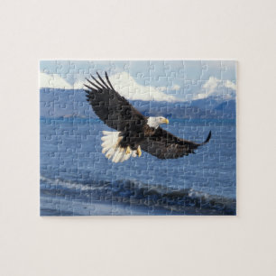 Weißkopfseeadler, Haliaeetus leuccocephalus, im Fl Puzzle