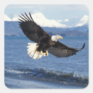 Weißkopfseeadler, Haliaeetus leuccocephalus, im Fl Quadratischer Aufkleber