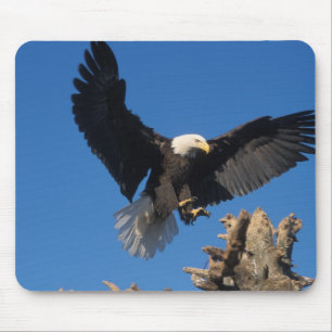 Weißkopfseeadler, Haliaeetus leuccocephalus, lande Mousepad