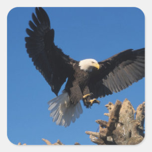 Weißkopfseeadler, Haliaeetus leuccocephalus, lande Quadratischer Aufkleber
