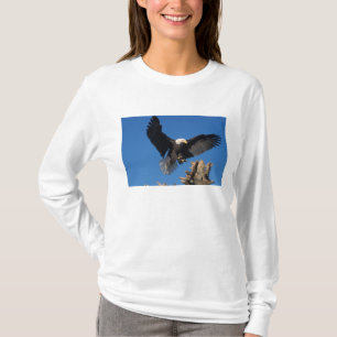 Weißkopfseeadler, Haliaeetus leuccocephalus, lande T-Shirt
