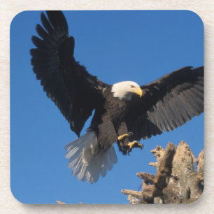 Weißkopfseeadler, Haliaeetus leuccocephalus, lande Untersetzer