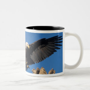 Weißkopfseeadler, Haliaeetus leuccocephalus, lande Zweifarbige Tasse