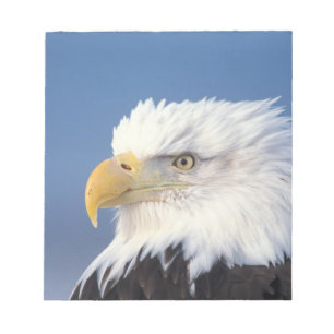 Weißkopfseeadler, Haliaeetus leuccocephalus, Notizblock
