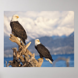 Weißkopfseeadler, Haliaeetus leuccocephalus, Paar Poster