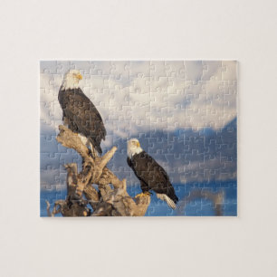 Weißkopfseeadler, Haliaeetus leuccocephalus, Paar Puzzle