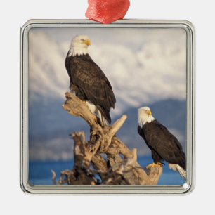 Weißkopfseeadler, Haliaeetus leuccocephalus, Paar Silbernes Ornament