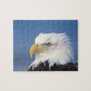 Weißkopfseeadler, Haliaeetus leuccocephalus, Puzzle