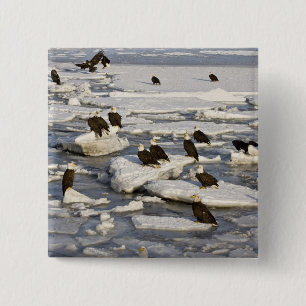 Weißkopfseeadler, Haliaeetus leucocephalus, Homer, Button