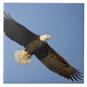 Weißkopfseeadler, Haliaeetus leucocephalus, Homer, Fliese