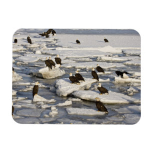 Weißkopfseeadler, Haliaeetus leucocephalus, Homer Magnet