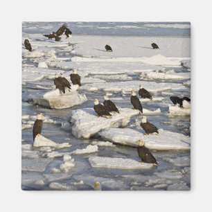 Weißkopfseeadler, Haliaeetus leucocephalus, Homer, Magnet