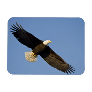 Weißkopfseeadler, Haliaeetus leucocephalus, Homer, Magnet