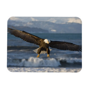 Weißkopfseeadler, Haliaeetus leucocephalus, Homer, Magnet