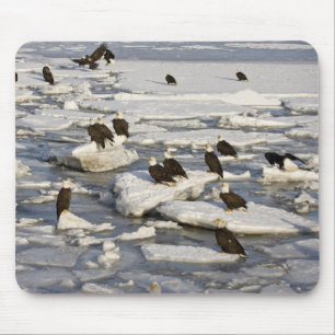 Weißkopfseeadler, Haliaeetus leucocephalus, Homer, Mousepad