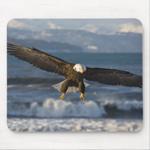 Weißkopfseeadler, Haliaeetus leucocephalus, Homer, Mousepad