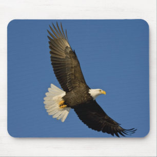 Weißkopfseeadler, Haliaeetus leucocephalus, Homer, Mousepad