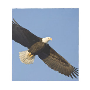 Weißkopfseeadler, Haliaeetus leucocephalus, Homer, Notizblock