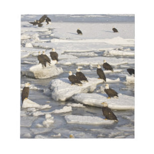 Weißkopfseeadler, Haliaeetus leucocephalus, Homer, Notizblock