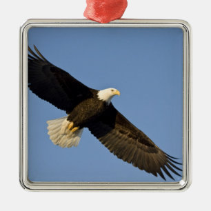 Weißkopfseeadler, Haliaeetus leucocephalus, Homer, Ornament Aus Metall