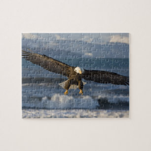 Weißkopfseeadler, Haliaeetus leucocephalus, Homer, Puzzle