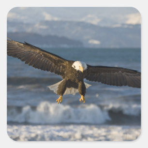 Weißkopfseeadler, Haliaeetus leucocephalus, Homer, Quadratischer Aufkleber