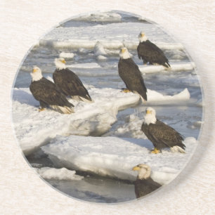 Weißkopfseeadler, Haliaeetus leucocephalus, Homer, Sandstein Untersetzer