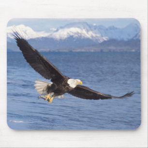 Weißkopfseeadler, Haliaeetus leucocephalus, im Flu Mousepad