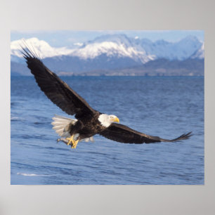 Weißkopfseeadler, Haliaeetus leucocephalus, im Flu Poster