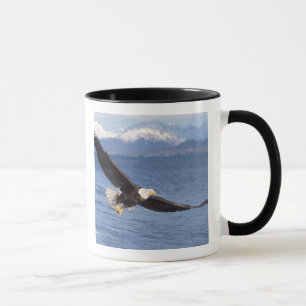 Weißkopfseeadler, Haliaeetus leucocephalus, im Flu Tasse