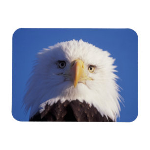 Weißkopfseeadler, Haliaeetus leucocephalus, Kopfau Magnet