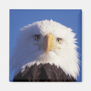 Weißkopfseeadler, Haliaeetus leucocephalus, Kopfau Magnet