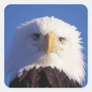 Weißkopfseeadler, Haliaeetus leucocephalus, Kopfau Quadratischer Aufkleber