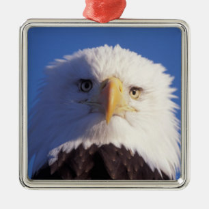 Weißkopfseeadler, Haliaeetus leucocephalus, Kopfau Silbernes Ornament
