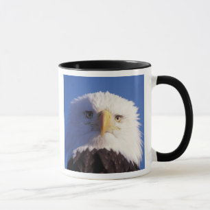 Weißkopfseeadler, Haliaeetus leucocephalus, Kopfau Tasse