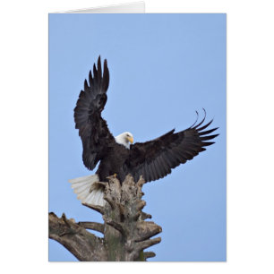 Weißkopfseeadler (Haliaeetus leucocephalus) mit Fl